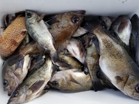 オーフリー 釣果