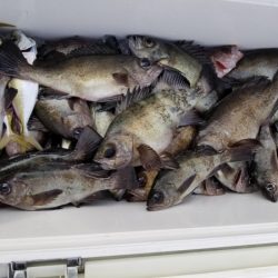 オーフリー 釣果