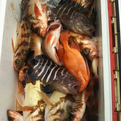 モンロー号 釣果