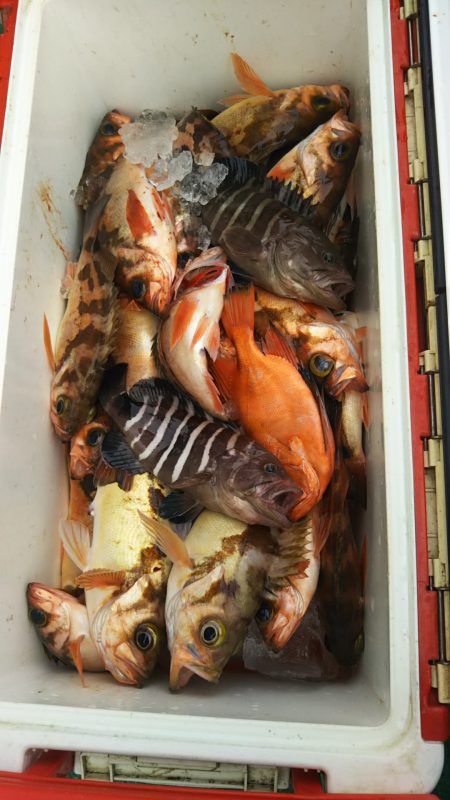 モンロー号 釣果