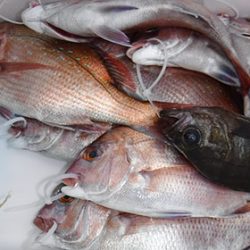 松本釣船２ 釣果