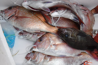 松本釣船２ 釣果