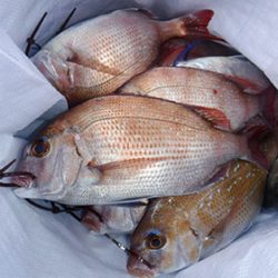 松本釣船２ 釣果