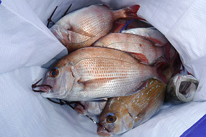 松本釣船２ 釣果