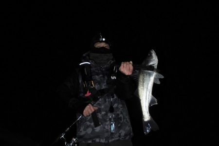 ルアー船マヒマヒ 釣果