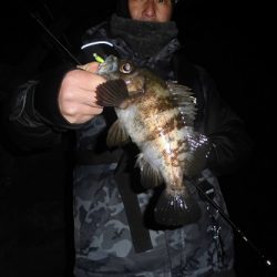 ルアー船マヒマヒ 釣果