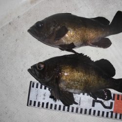 ルアー船マヒマヒ 釣果