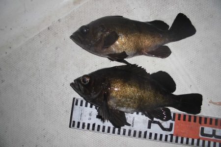 ルアー船マヒマヒ 釣果