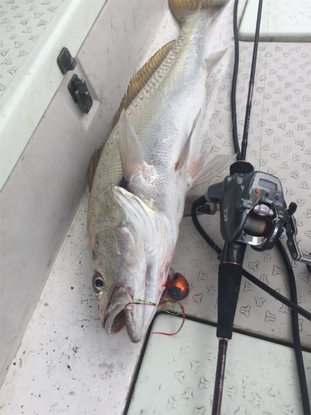 マタウマリンサービス 釣果