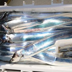 松本釣船２ 釣果