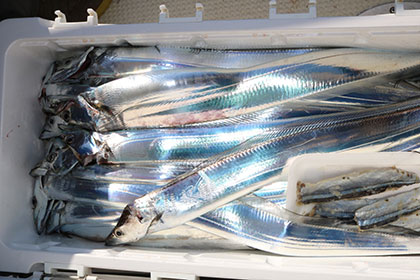 松本釣船２ 釣果