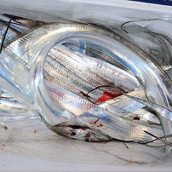 松本釣船２ 釣果