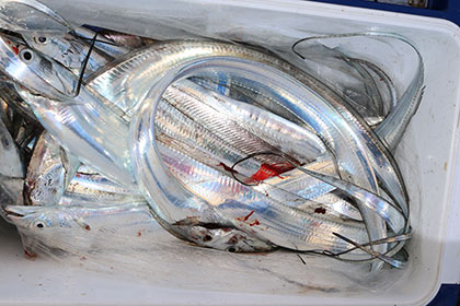 松本釣船２ 釣果