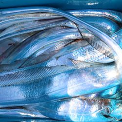 松本釣船２ 釣果