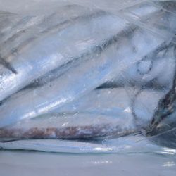 松本釣船２ 釣果