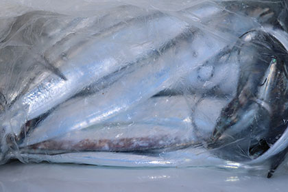 松本釣船２ 釣果