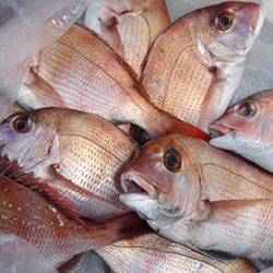 松本釣船２ 釣果