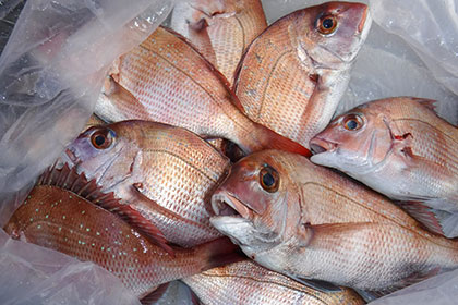 松本釣船２ 釣果