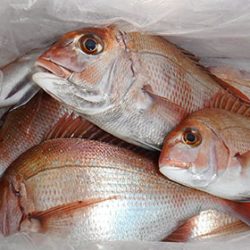 松本釣船２ 釣果