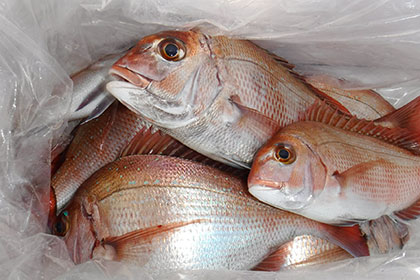 松本釣船２ 釣果