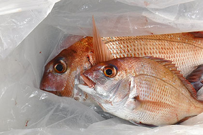 松本釣船２ 釣果