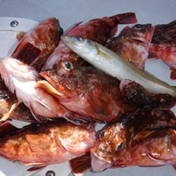 松本釣船２ 釣果