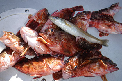 松本釣船２ 釣果