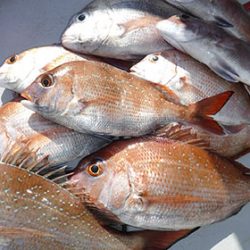 松本釣船２ 釣果