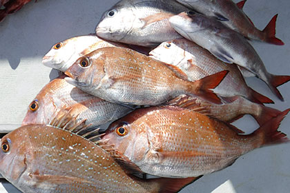 松本釣船２ 釣果