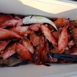 オーフリー 釣果