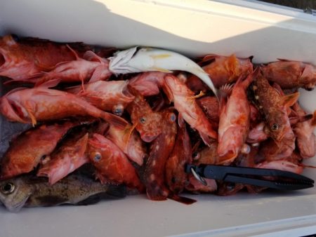 オーフリー 釣果