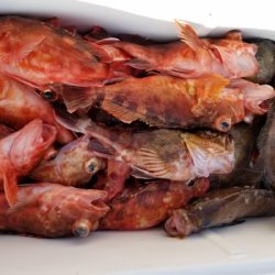 オーフリー 釣果