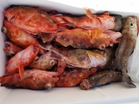 オーフリー 釣果