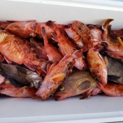 オーフリー 釣果