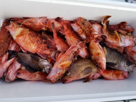 オーフリー 釣果