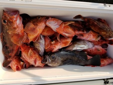 オーフリー 釣果