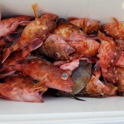 オーフリー 釣果