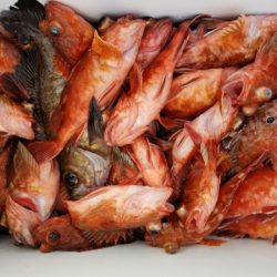 オーフリー 釣果