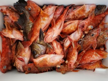 オーフリー 釣果