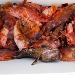 オーフリー 釣果