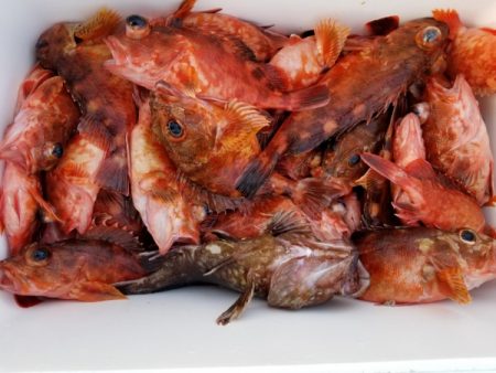 オーフリー 釣果