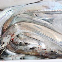 松本釣船２ 釣果