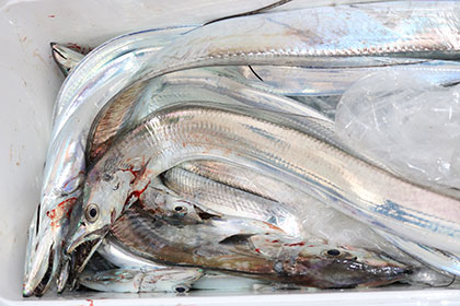 松本釣船２ 釣果