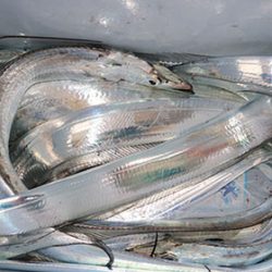 松本釣船２ 釣果