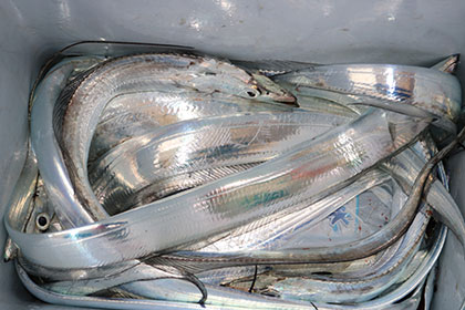 松本釣船２ 釣果