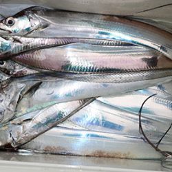 松本釣船２ 釣果