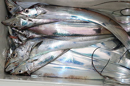 松本釣船２ 釣果