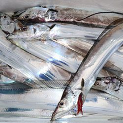 松本釣船２ 釣果