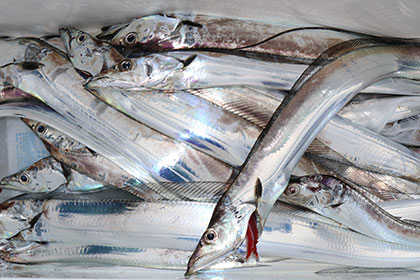 松本釣船２ 釣果