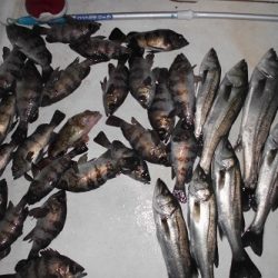 ルアー船マヒマヒ 釣果